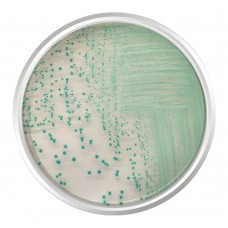 AGAR CROMOGÊNICO TBX. FRASCO 500 G | Kasvi K25-1151