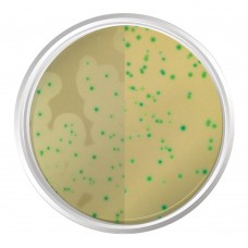 AGAR CROMOGÊNICO LISTERIA BASE (ISO 11290-1). FRASCO 500 G