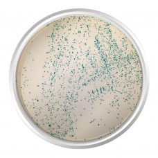 AGAR CROMOGÊNICO M-EI BASE. FRASCO 500 G | Kasvi K25-1412