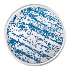 AGAR CROMOGÊNICO ENTEROBACTER SAKAZAKII (ESIA). FRASCO 500 G | Kasvi K25-1446