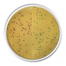 AGAR CROMOGÊNICO MRSA BASE MODIFICADO. FRASCO 500 G | Kasvi K25-1498