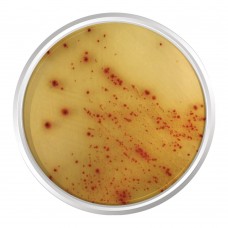AGAR CROMOGÊNICO E.COLI 0157:H7. FRASCO 500 G | Kasvi K25-1588