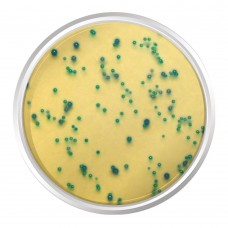 AGAR CROMOGÊNICO M-EI BASE MODIFICADO. FRASCO 500 G