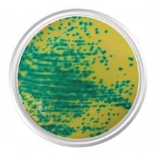 AGAR CROMOGÊNICO ENTEROCOCCUS VANCOMICINA RESISTENTE (VRE). FRASCO 500 | Kasvi K25-2077