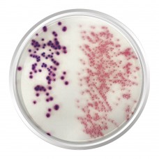 AGAR CROMOGÊNICO E.COLI COLIFORMES (CCA) ISO 9208-1. FRASCO 500 G | Kasvi K25-2080